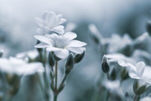 デリケートゾーンの臭いを改善するサプリは女性の体臭に効果的？