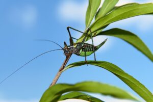 体臭が気になる女性におすすめの日本製無添加サプリは？
